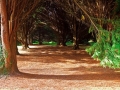 John F Kennedy Arboretum 2